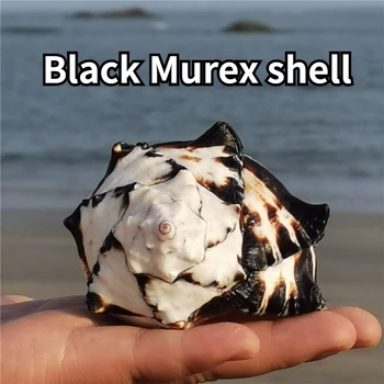 Gamtos Myli Shell Juoda Murex Shell Žuvų Bakas Kraštovaizdžio Kūrybos Dovana Jūros Kriauklių Jūrmylių Paplūdimys Dekoro Jūrmylių Namų Dekoro